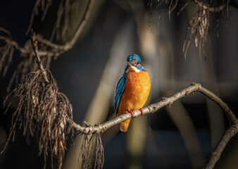 Eisvogel im Abendlicht