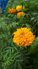 yellow marigold flower with rain drops in the garden