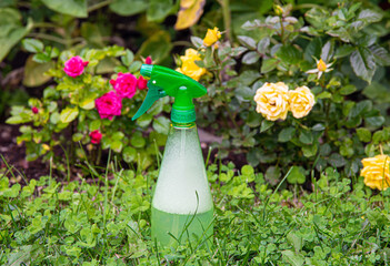 Using homemade insecticidal insect spray in home garden to protect roses from insects or fungus....