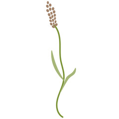 Plants and flowers vector clipart