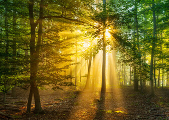 Beautiful natural Forest of Beech and Oak Trees with sunbeams through fog at dawn