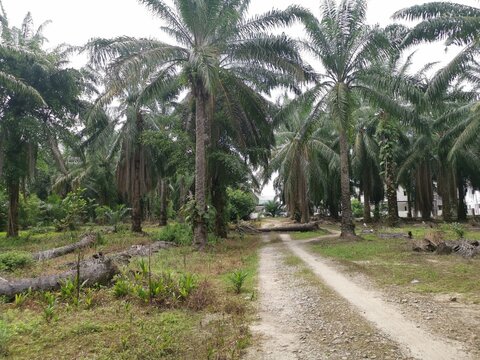 Fallen Palm Tree Blocking The Rural Sandy Road.
