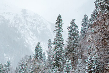 Pine trees in the snow on the background of mountains. Winter forest in the mountains