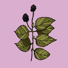Vector illustration with ink colored blackberry with violet background - 500221759