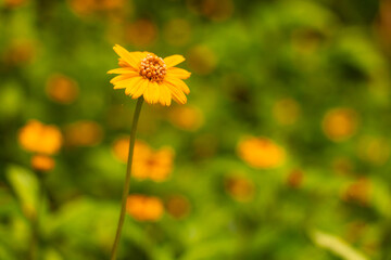 The yellow world