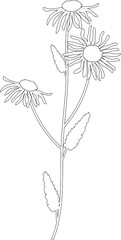Plants and flowers black and white vector clipart