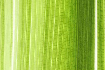 Full frame shot of green leaves. Textures and patterns of leaf.