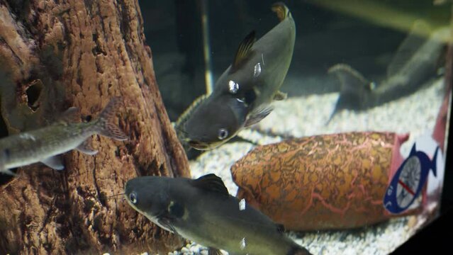 Sad multicolored fish in the aquarium. Animals in captivity. The redtail catfish, Phractocephalus hemioliopterus, is a pimelodid long-whiskered catfish. The close-up.