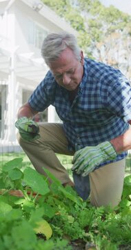 Vertical shot of a senior Caucasian man working in a garden, using a trowel