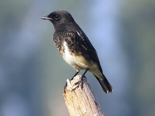 .......Bird