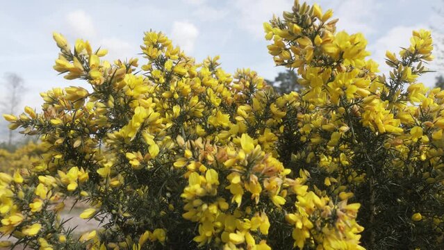Common gorse bush bloom on heathland in spring on Blackheath Surrey Hills
