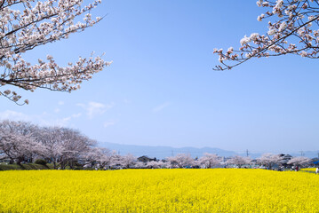 藤原宮跡の桜並木道から見た菜の花畑