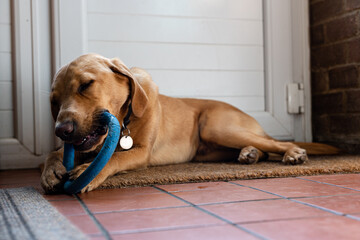 A Labrador puppy chewing on a rubber chew toy to help ease tooth pain and keep him stimulated and entertained - obrazy, fototapety, plakaty