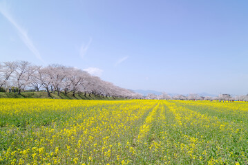 藤原宮跡の桜並木と菜の花畑