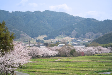 飛鳥川沿いの桜並木道と山々