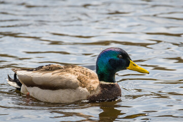 Nahaufnahme einer Ente Erpel schwimmend im Wasser eines See mit schimmernden bunten glänzenden Gefieder, Deutschland