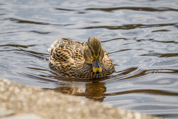 Nahaufnahme einer Ente schwimmend im Wasser eines See mit schimmernden bunten glänzenden Gefieder, Deutschland
