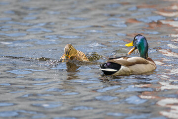 Nahaufnahme einer Ente Erpel schwimmend im Wasser eines See mit schimmernden bunten glänzenden Gefieder, Deutschland