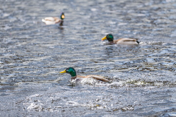 Nahaufnahme einer Ente Erpel schwimmend im Wasser eines See mit schimmernden bunten gl&auml;nzenden Gefieder, Deutschland