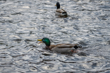 Nahaufnahme einer Ente Erpel schwimmend im Wasser eines See mit schimmernden bunten glänzenden Gefieder, Deutschland