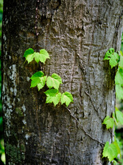 風景素材　春陽に映える鮮やかな新緑
