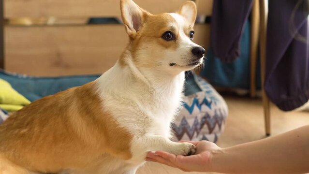 Corgi dog giving paws close-up. Handler playing with golden puppy in living room, woman animal trainer exercising domestic animal at home. Pembroke welsh corgi sitting and waiting command.
