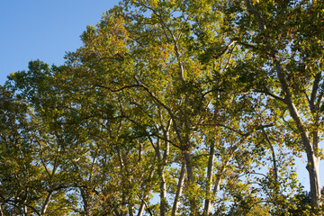 Obraz premium Trees against the sky