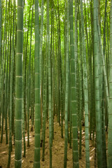 Vertical view of the lush Arashiyama Bamboo Grove in Kyoto