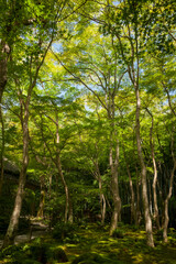 The mossy and lush vegetation of a Japanese forest