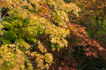 Horizontal view of some lush and colorful maple trees’ branches in Japan