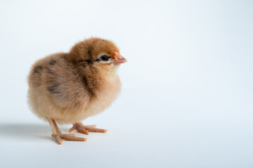 Beautiful pockmarked adorable little chick for design decorative theme. Newborn poultry yellow chicken beak on light studio background. Easter, farm concept