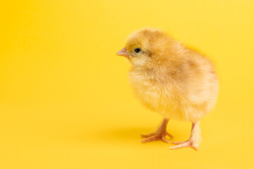 Cute little chick for design decorative theme. Newborn poultry chicken beak on yellow studio background. Easter, farm concept