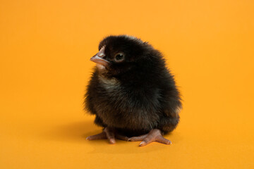 Cute black little chick for design decorative theme. Newborn poultry chicken beak on yellow studio background. Easter, farm concept