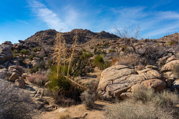 Joshua Tree Nationalpark im Januar / Roadtrip / Kalifornien / Palm Springs