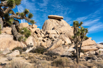 Joshua Tree Nationalpark im Januar / Roadtrip / Kalifornien / Palm Springs