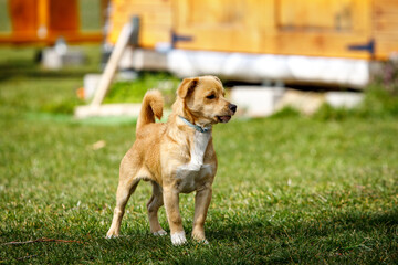 Dog on a green meadow.