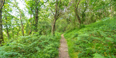 Forest, Pimiango, Ribadedeva, Asturias, Spain, Europe