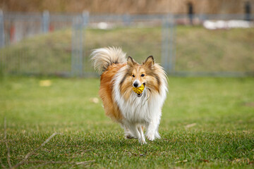 Naklejka na ściany i meble Playful happy pet dog puppy sheltie running in the grass and playing with a ball.