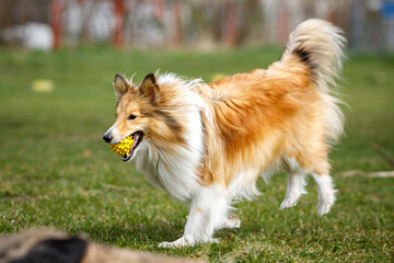 Playful happy pet dog puppy sheltie running in the grass and playing with a ball.