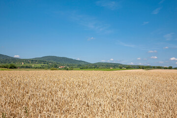 Landschaft mit Getreidefelder, Pfalz