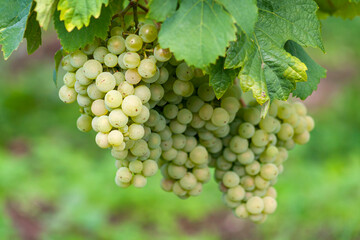 Obraz premium Weissweintrauben am Rebstock