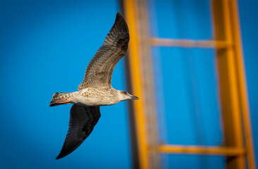Seagull in flight with a yellow crane in background and blue sky