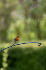 A Robin in the Spring Sunshine