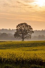 A tree in a canola field at dawn