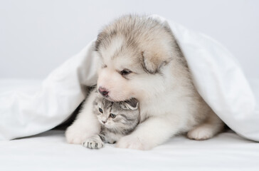 Friendly Alaskan malamute puppy embraces sleepy kitten under warm blanket on a bed at home