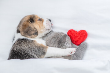 Beagle puppy hugs tiny kitten Pet sleep with red heart  under a white blanket on a bed at home. Top down view