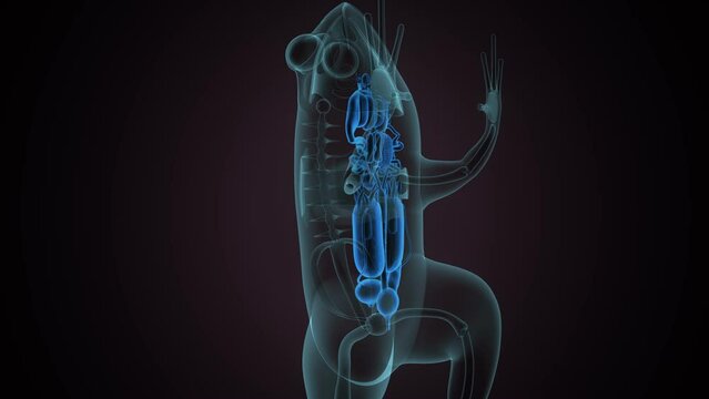 3d illustration of frog organs anatomy.