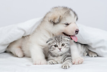 Cute Alaskan malamute puppy hugs fold kitten under warm blanket on a bed at home