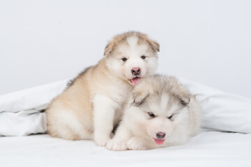Two Alaskan malamute puppy lying under warm blanket on a bed at home