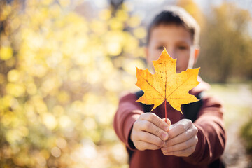 Portrait of smiling teenager boy holding yellow autumn maple leaf in his hand. Happy child walking...